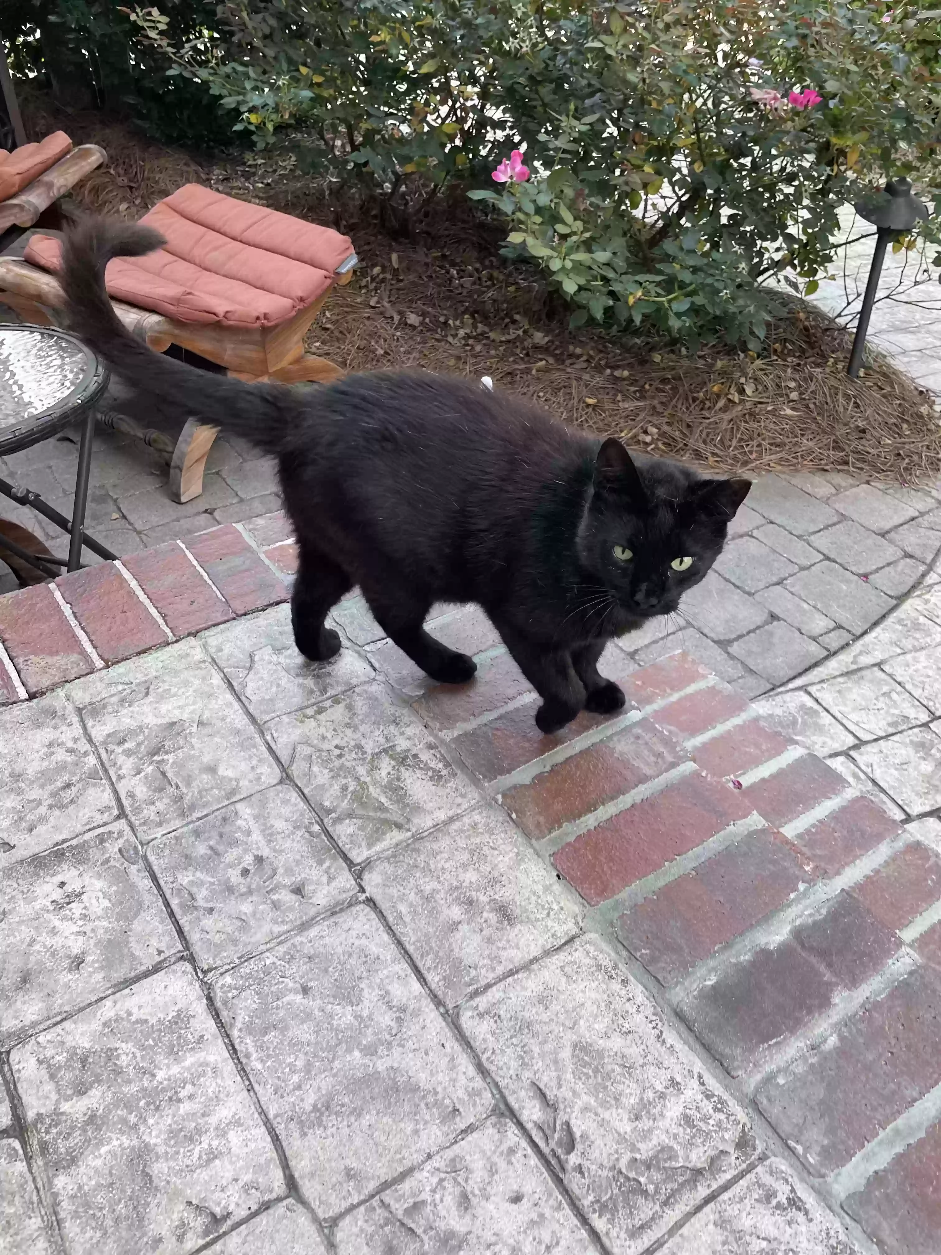 /lostandfound/images/lnfpets/original/164708_3610_Black stray cat 3.webp